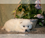 Small #2 American Eskimo Dog