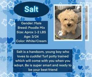 Poodle (Toy)-Unknown Mix Dogs for adoption in Rancho Cordova, CA, USA