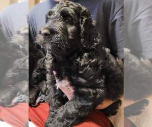 Goldendoodle Puppy for Sale in DUNNELLON, Florida USA