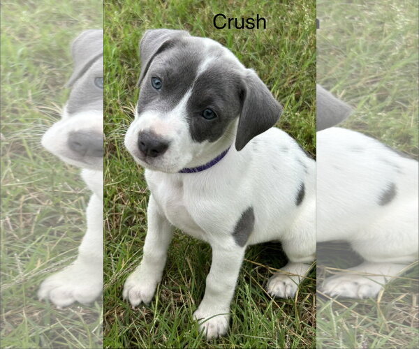 Medium Photo #1 Labrador Retriever-Unknown Mix Puppy For Sale in Rockaway, NJ, USA