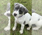 Small Labrador Retriever Mix