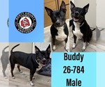 Small American Pit Bull Terrier Mix