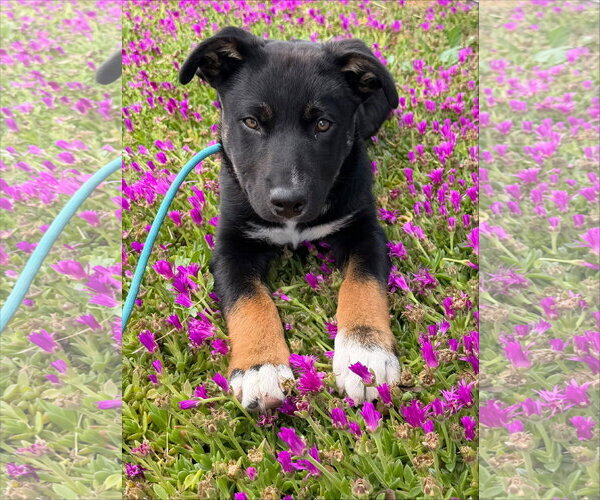 Medium Photo #2 Mutt Puppy For Sale in Sandy, UT, USA