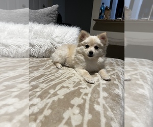 Pomeranian Puppy for sale in HUMBLE, TX, USA