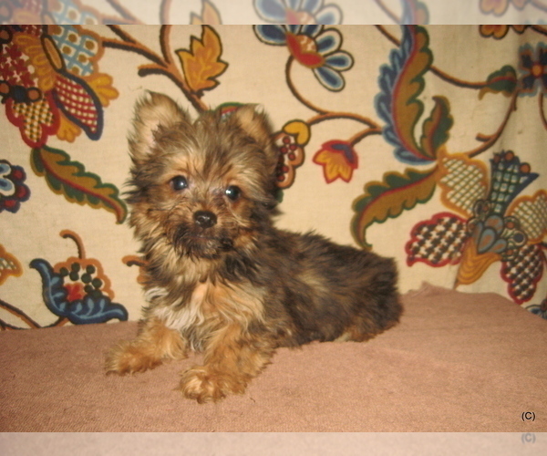 Medium Photo #1 Yorkshire Terrier Puppy For Sale in BAKERSFIELD, CA, USA