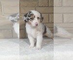 Puppy Twix Miniature Australian Shepherd