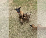 Small Photo #1 Belgian Malinois Puppy For Sale in IMPERIAL BEACH, CA, USA