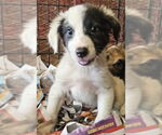 Small #1 Mutt