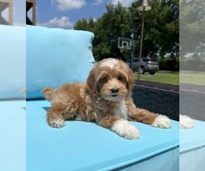 Cavapoo Puppy for sale in FRANKLIN, IN, USA