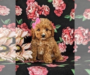 Cavapoo Puppy for sale in QUARRYVILLE, PA, USA