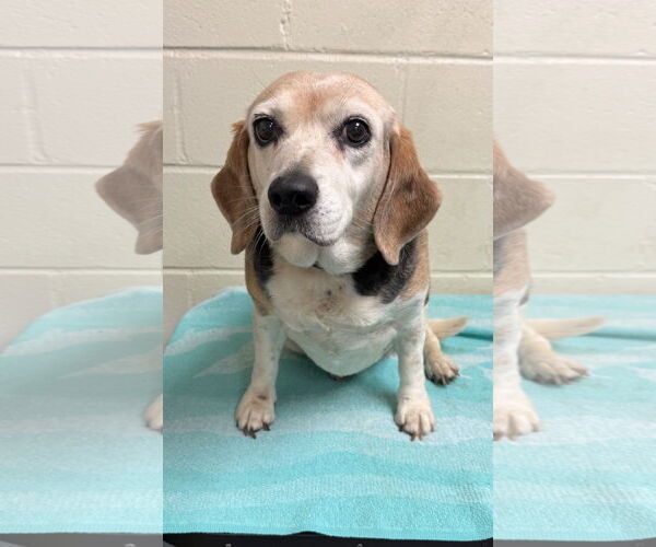 Medium Photo #1 Beagle Puppy For Sale in Tampa, FL, USA