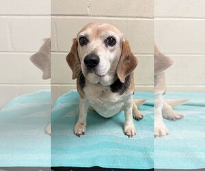 Beagle Dogs for adoption in Tampa, FL, USA