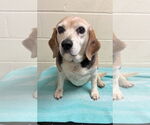 Small Beagle
