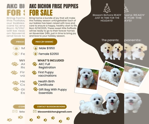 Medium Photo #1 Bichon Frise Puppy For Sale in MABLETON, GA, USA