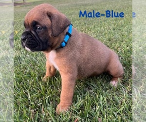 Boxer Puppy for sale in GREENVILLE, NC, USA