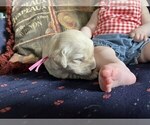 Small Photo #4 Golden Retriever Puppy For Sale in DE BEQUE, CO, USA