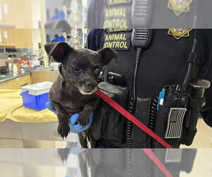 Chihuahua-Unknown Mix Dogs for adoption in Riverside, CA, USA
