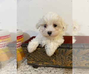 Maltese Puppy for sale in GREENVILLE, NC, USA