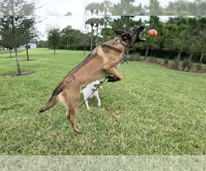 Cody - FL - Male Mutt Dog for Adoption - Photo #8