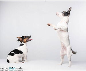 Bonded pair - Peach & Sprout - Female Jack Russell Terrier-Unknown Mix Dog for Adoption - Photo #2