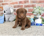 Small #3 Labrador Retriever