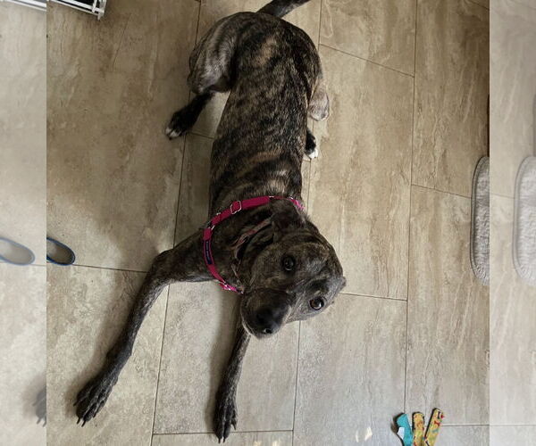 Medium Photo #13 Mountain Cur-Whippet Mix Puppy For Sale in Brooklyn Center, MN, USA