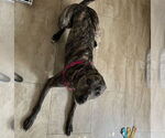 Small #12 Mountain Cur-Whippet Mix