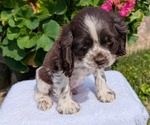 Small #7 Cocker Spaniel