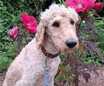 Small Photo #1 Goldendoodle Puppy For Sale in PELHAM, NH, USA