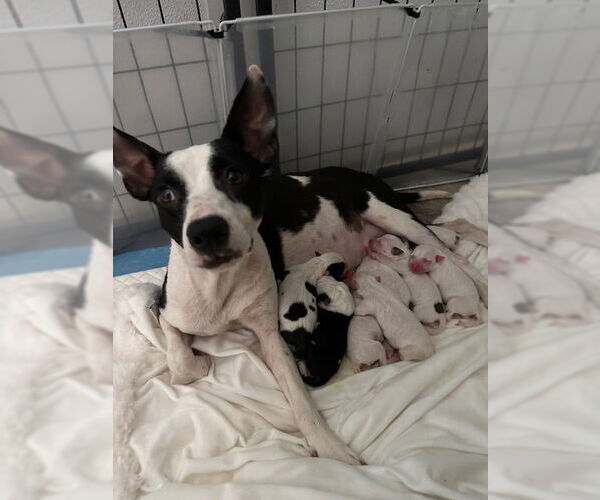 Medium Photo #3 American Pit Bull Terrier-Unknown Mix Puppy For Sale in Oak Bluffs, MA, USA