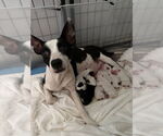 Small #2 American Pit Bull Terrier Mix