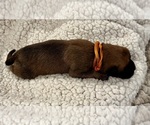 Small #2 Boxer