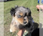 Small Photo #13 Miniature Australian Shepherd Puppy For Sale in SIGNAL MOUNTAIN, TN, USA