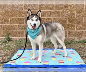 CHULA - Female Siberian Husky Dog for Adoption - Photo #2