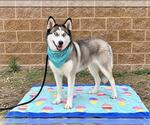 Small Photo #2 Siberian Husky Puppy For Sale in Orange, CA, USA