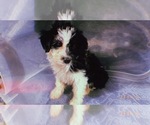 Small Photo #6 Aussiedoodle Miniature  Puppy For Sale in DURHAM, CT, USA
