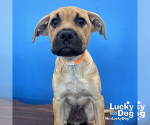 Labrador Retriever-Unknown Mix Dogs for adoption in Washington, DC, USA