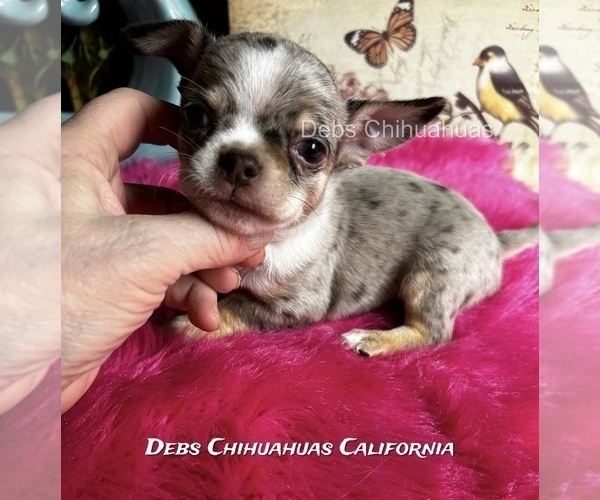 Medium Photo #2 Chihuahua Puppy For Sale in TRACY, CA, USA
