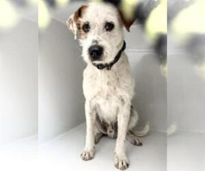 Parson Russell Terrier-Unknown Mix Dogs for adoption in Houston, TX, USA