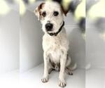 Small Parson Russell Terrier Mix