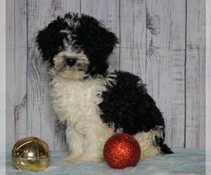 Poodle (Miniature)-Poodle (Standard) Mix Puppy for sale in FREDERICKSBG, OH, USA