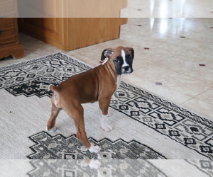 Boxer Puppy for sale in SHILOH, OH, USA