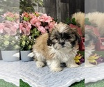 Small #2 Shih Tzu