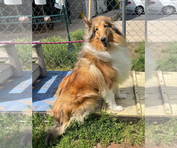 Medium Photo #2 Collie Puppy For Sale in Chantilly, VA, USA