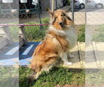 Small #1 Collie
