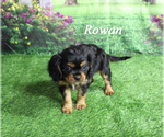 Small #16 Cavalier King Charles Spaniel
