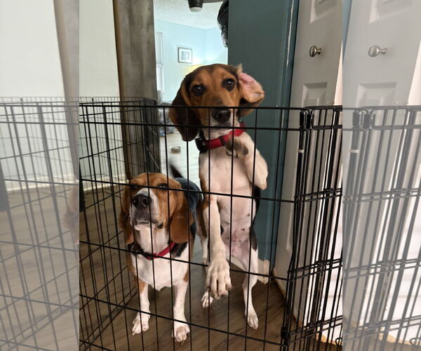 Medium Photo #3 Beagle Puppy For Sale in Tampa, FL, USA