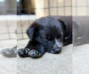 Raven - Male Mutt Dog for Adoption - Photo #2