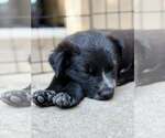 Small Photo #2 Mutt Puppy For Sale in Paso Robles, CA, USA