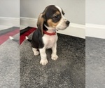 Small #3 Beagle